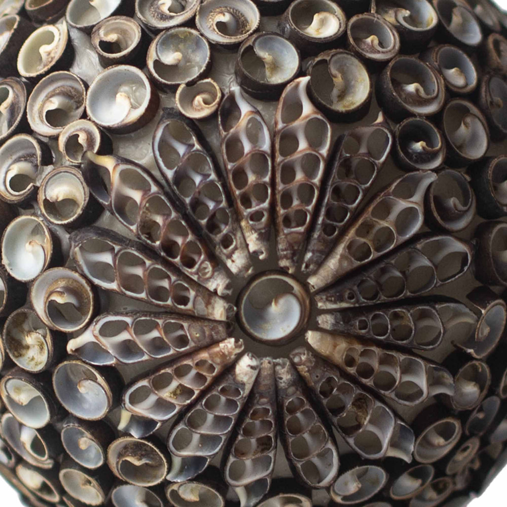 Sea Shell Lamp - Chocolate Twist Square